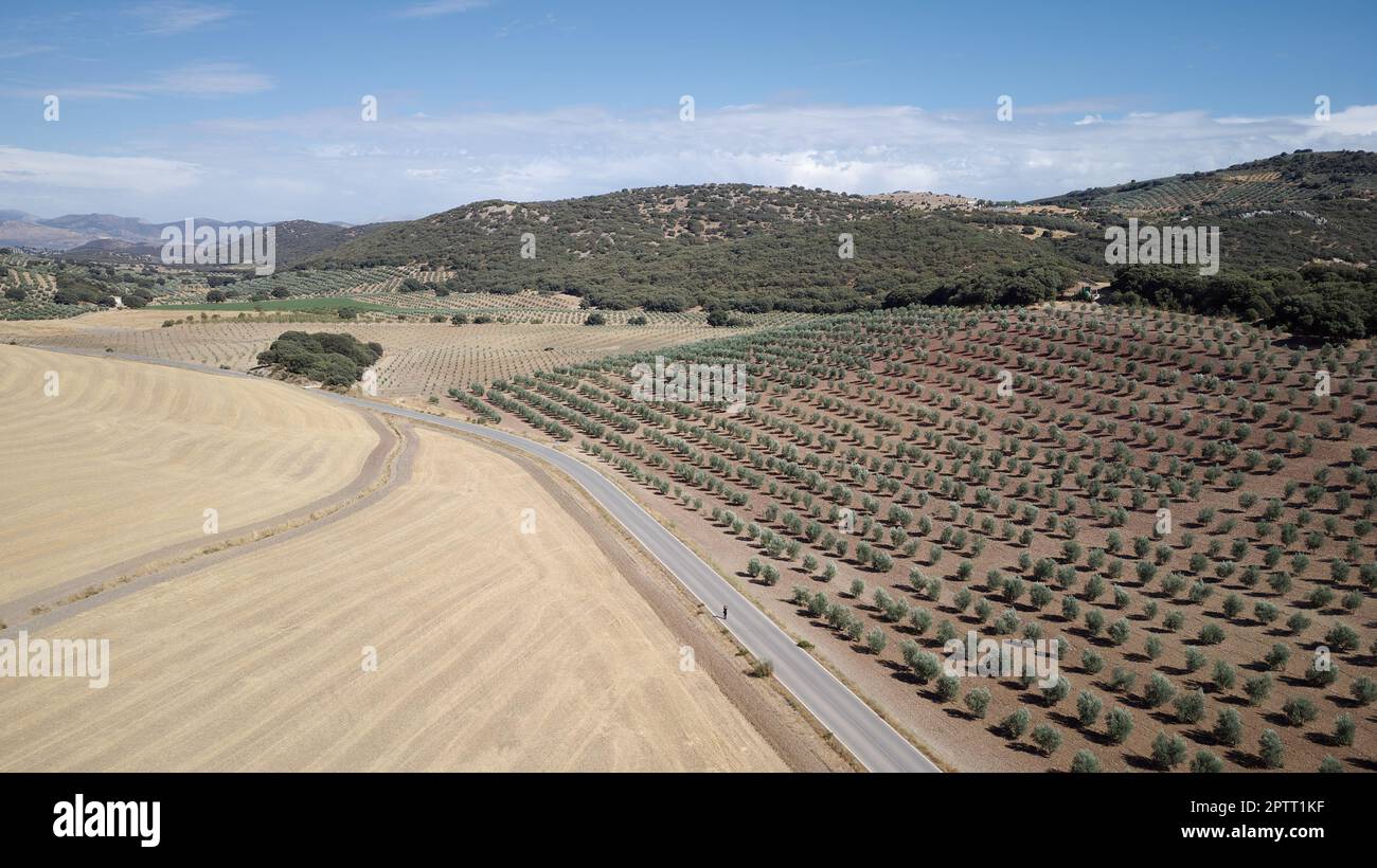 Luftdrohnenaufnahme der Olivenplantage in Andalusien, Spanien. Große Felder mit Olivenbäumen bepflanzt. Biologische und gesunde Lebensmittel. Landwirtschaft und Kulturpflanzen Stockfoto