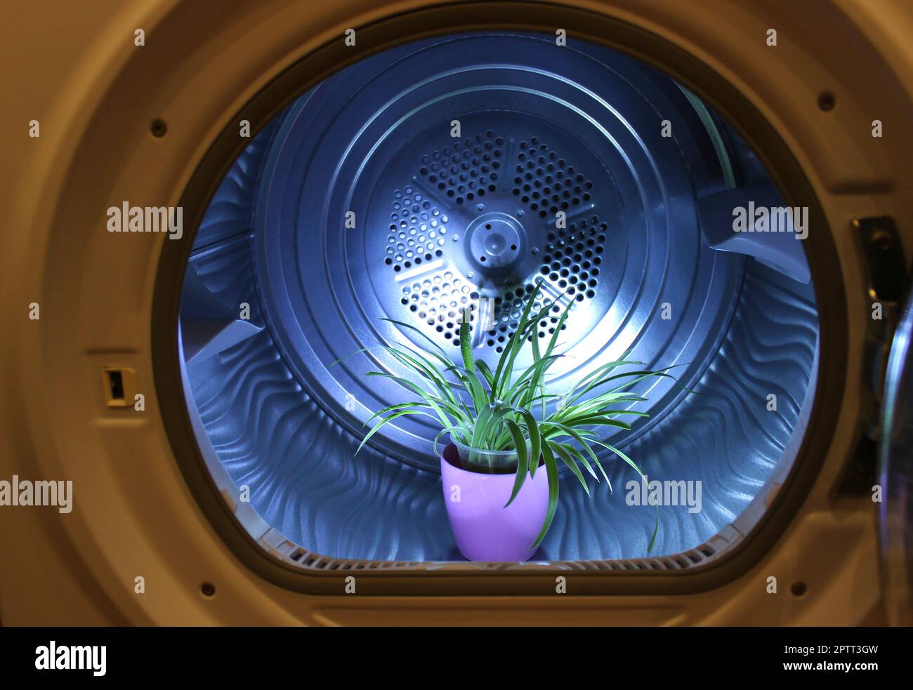 Hauspflanze In Geöffneter Waschmaschine Mit Blauer Hintergrundbeleuchtung Stockfoto