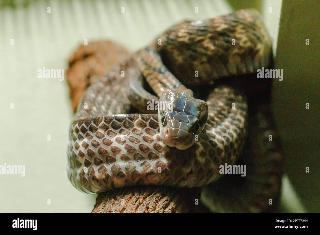 Hundezahnkatzenschlange auf einem Ast mit großen Augen Nocturnal Stockfoto