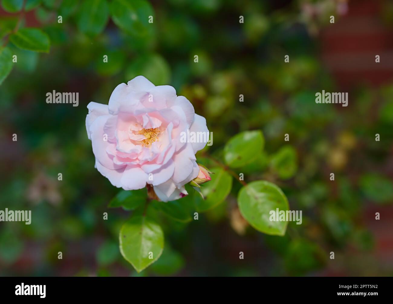 Nahaufnahme einer einzelnen rosa Rose, die im Frühjahr wächst und blüht. Blick von oben auf eine lila Wildblume auf einem Feld oder Park draußen. Neues saisonales Wachstum in einem Stockfoto