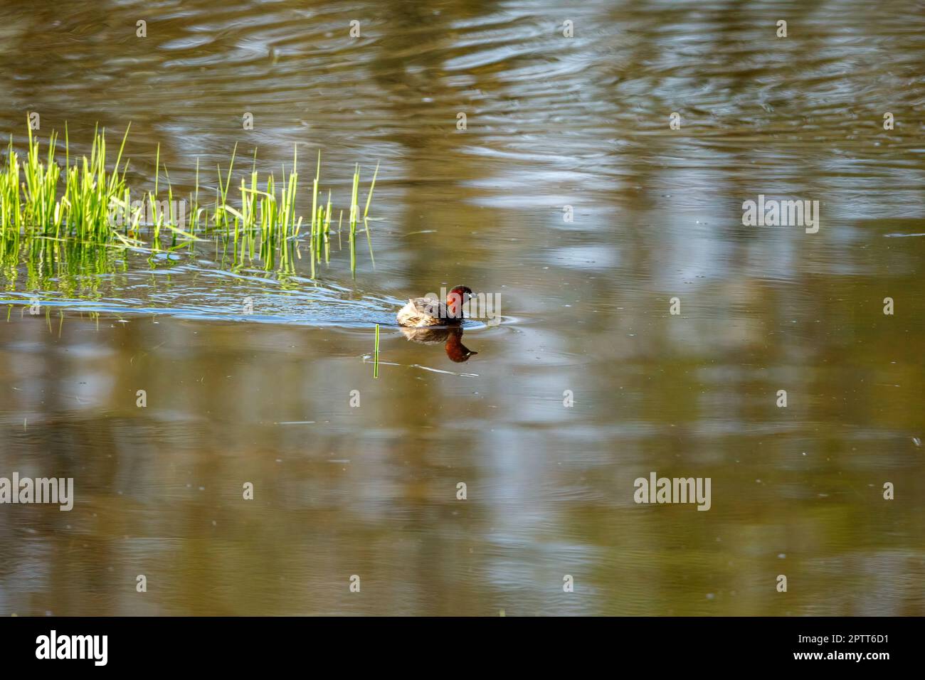 Ein kleiner Grebe in den Sümpfen Stockfoto