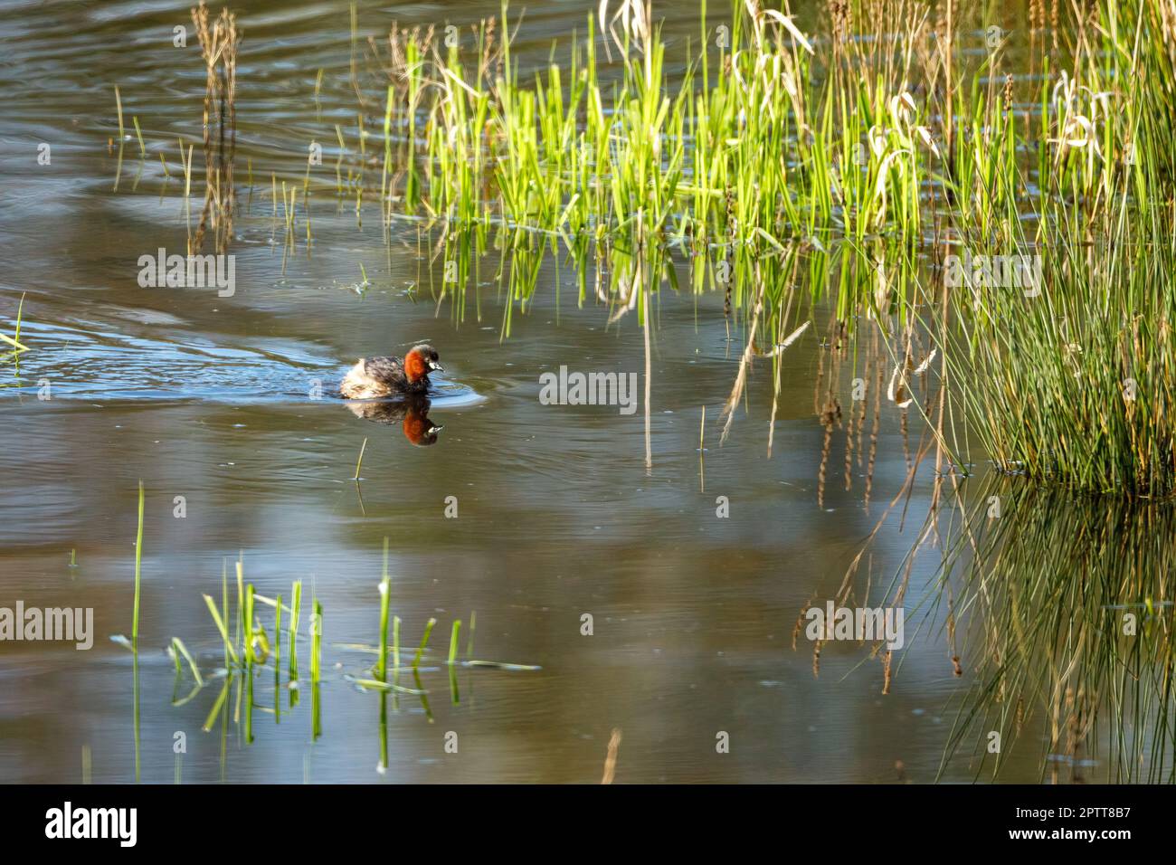 Ein kleiner Grebe in den Sümpfen Stockfoto