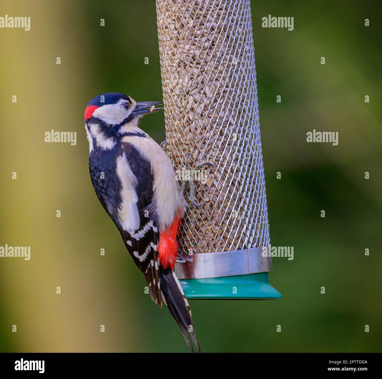 Woodpecker mit großem Fleck, Dendrocopos Major, auf einer Gartenspeise Stockfoto