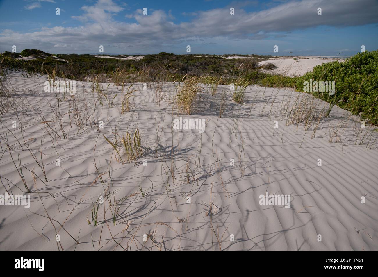 Sanddünen an der Küste des Indischen Ozeans im südlichen Südafrika in der Nähe der Kleinstadt Struisbaai. Ganz in der Nähe von L'Agulhas, dem südlichsten Punkt von Arica Stockfoto