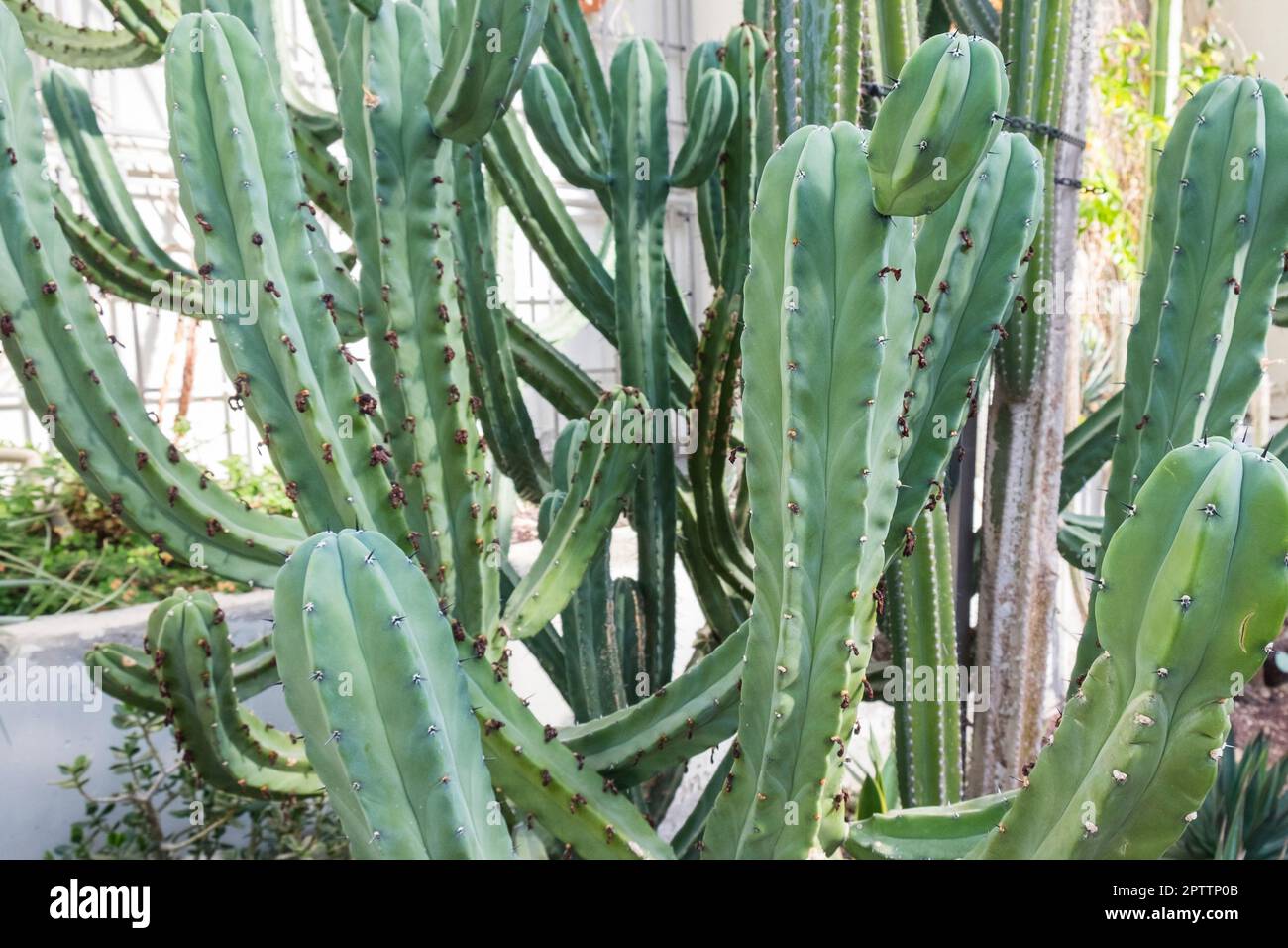 Spanien, Madrid, Real Jardín Botánico, Botanischer Garten, Myrtillocactus geometrizans Stockfoto