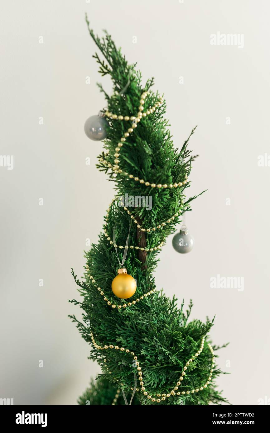 Indoor Zypresse oder Thuja in Topf ist Dekoration Kugeln wie Weihnachtsbaum.  Alternative Bume fr weihnachten Stockfotografie - Alamy