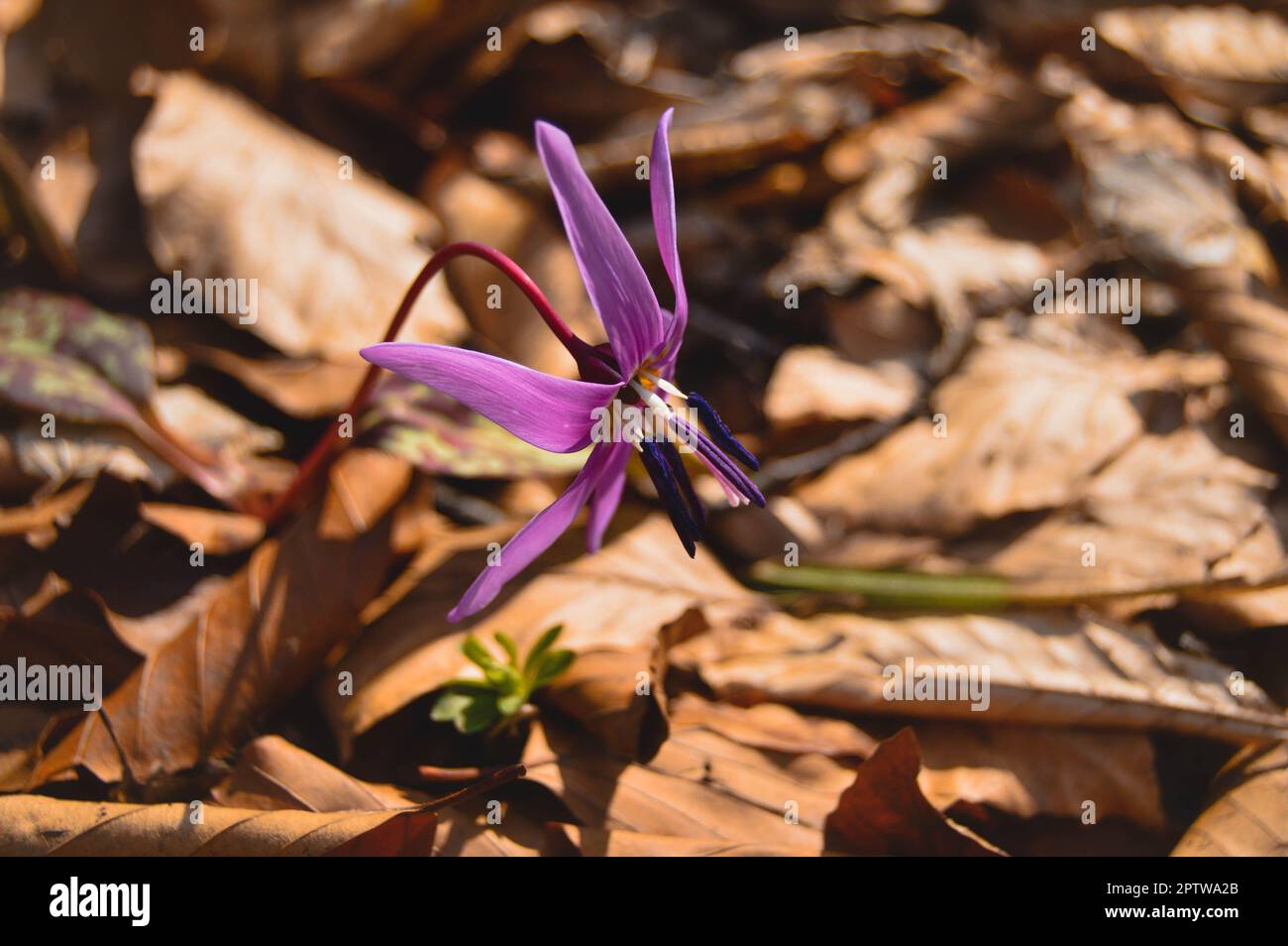 Hundszahn violett oder die Hunde zahnviolett, spät- oder Frühfrühlingspflanze in Lilienfamilie mit Fliederblüte und eifem oder lanzetem Blatt, weiße Birne, Stockfoto