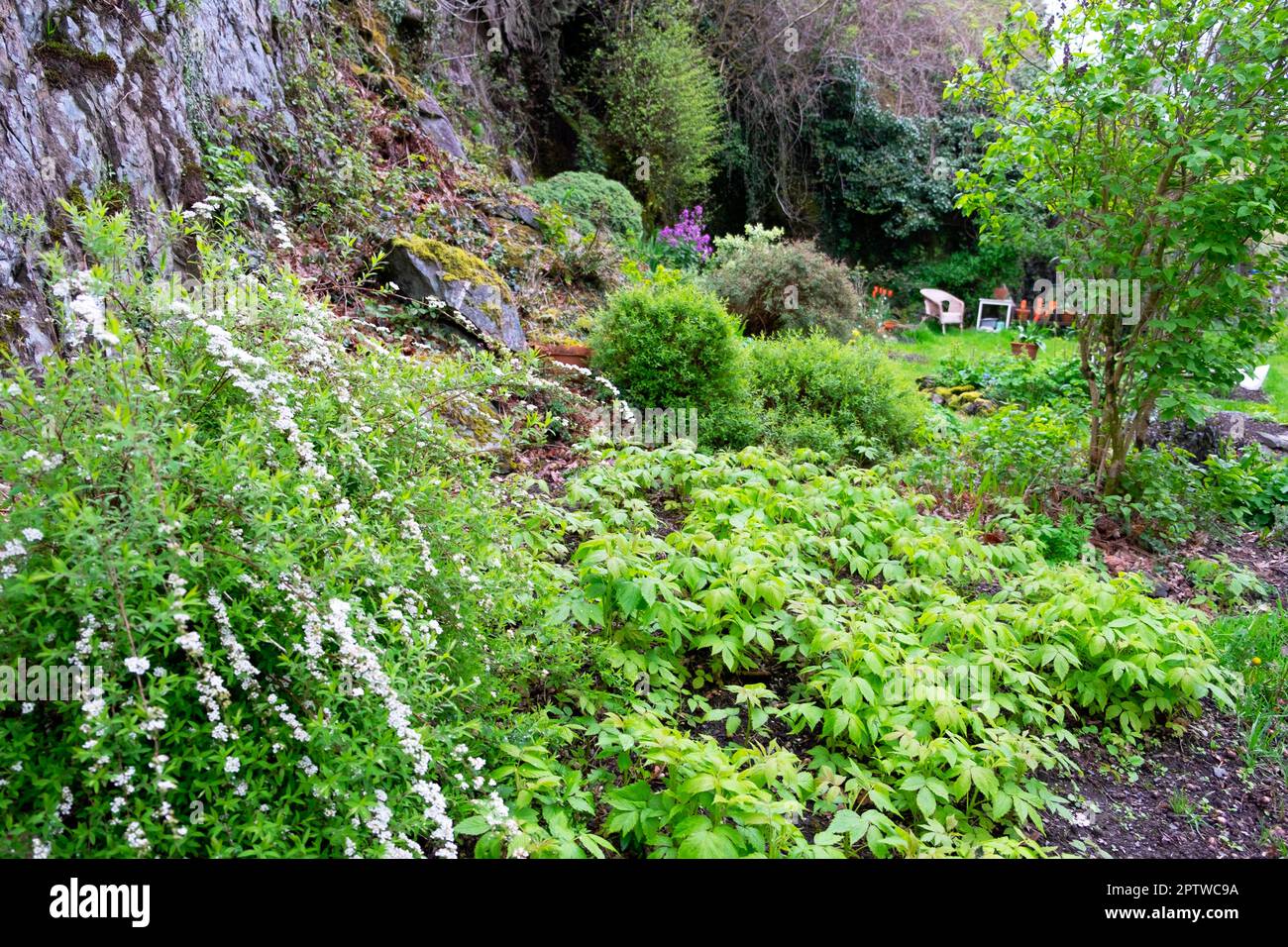 Blick auf große Sträucher, die im Steingarten Felsgestein im April Wales UK Grossbritannien 2023 KATHY DEWITT wachsen Stockfoto