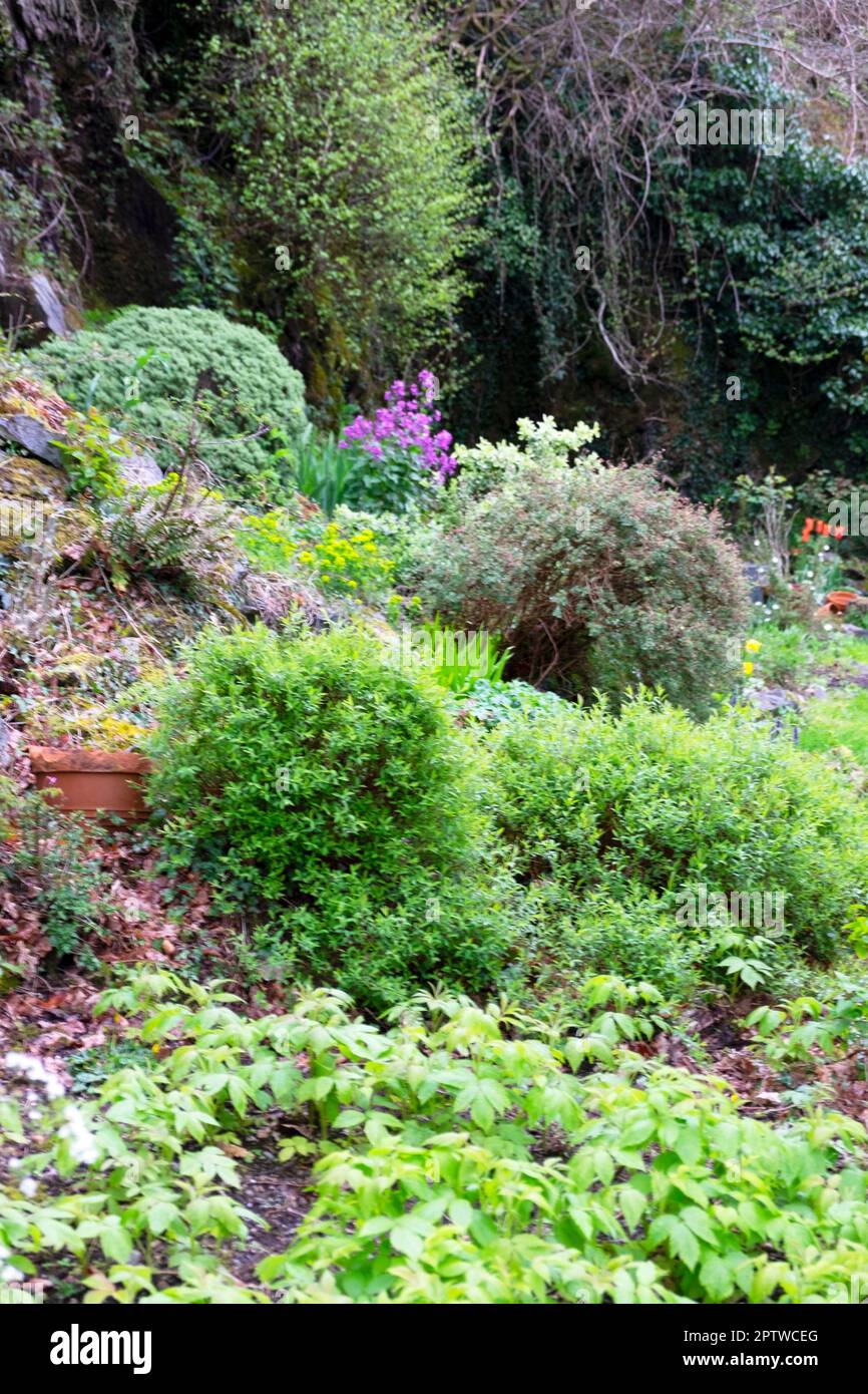 Vertikaler Blick auf große Sträucher, die im April in Steingärten mit Himbeerpflanzen im Vordergrund Wales UK Grossbritannien 2023 KATHY DEWITT wachsen Stockfoto