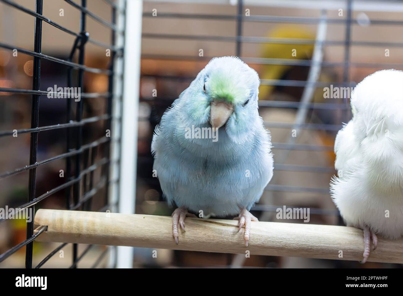 Papageien posieren, um das Bild zu machen. Vogel ist ein beliebtes Haustier in Thailand. Stockfoto