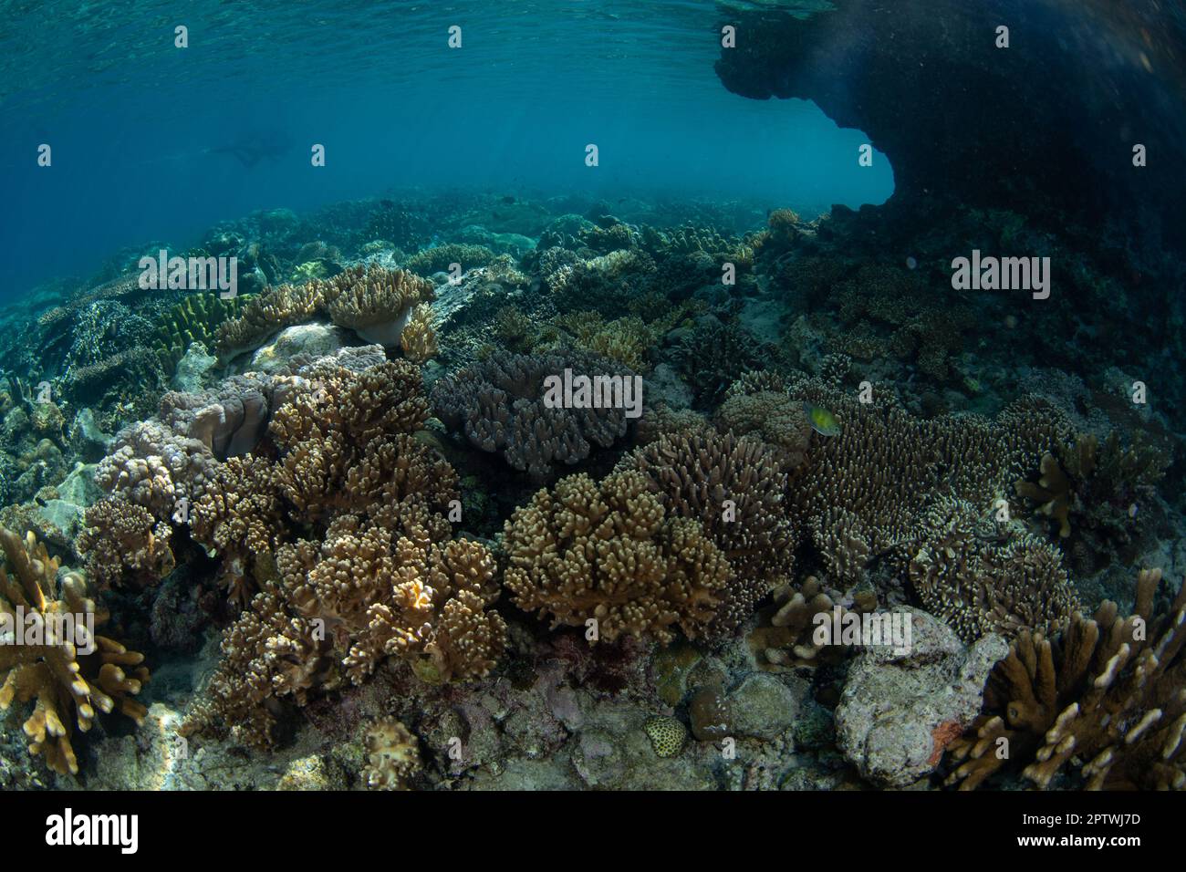 Das Licht am späten Nachmittag beleuchtet ein gesundes Korallenriff in Raja Ampat, Indonesien. Dieser abgelegene Teil Indonesiens ist für seine biologische Vielfalt der Meere bekannt. Stockfoto