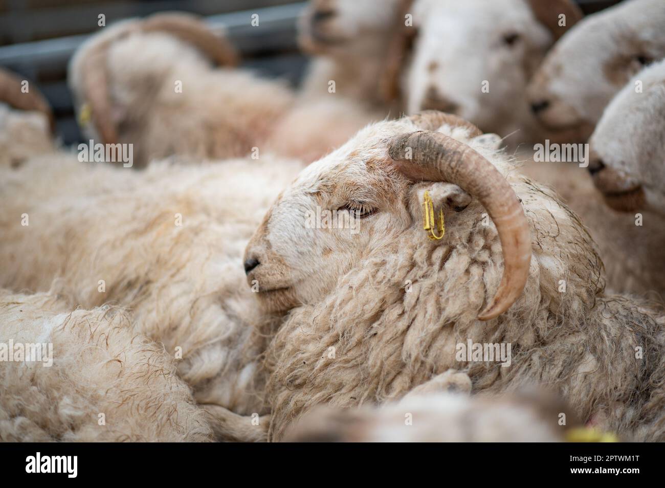 Nahaufnahme von Welsh Mountain Lambs, Market Drayton, Shropshire, Großbritannien. Stockfoto