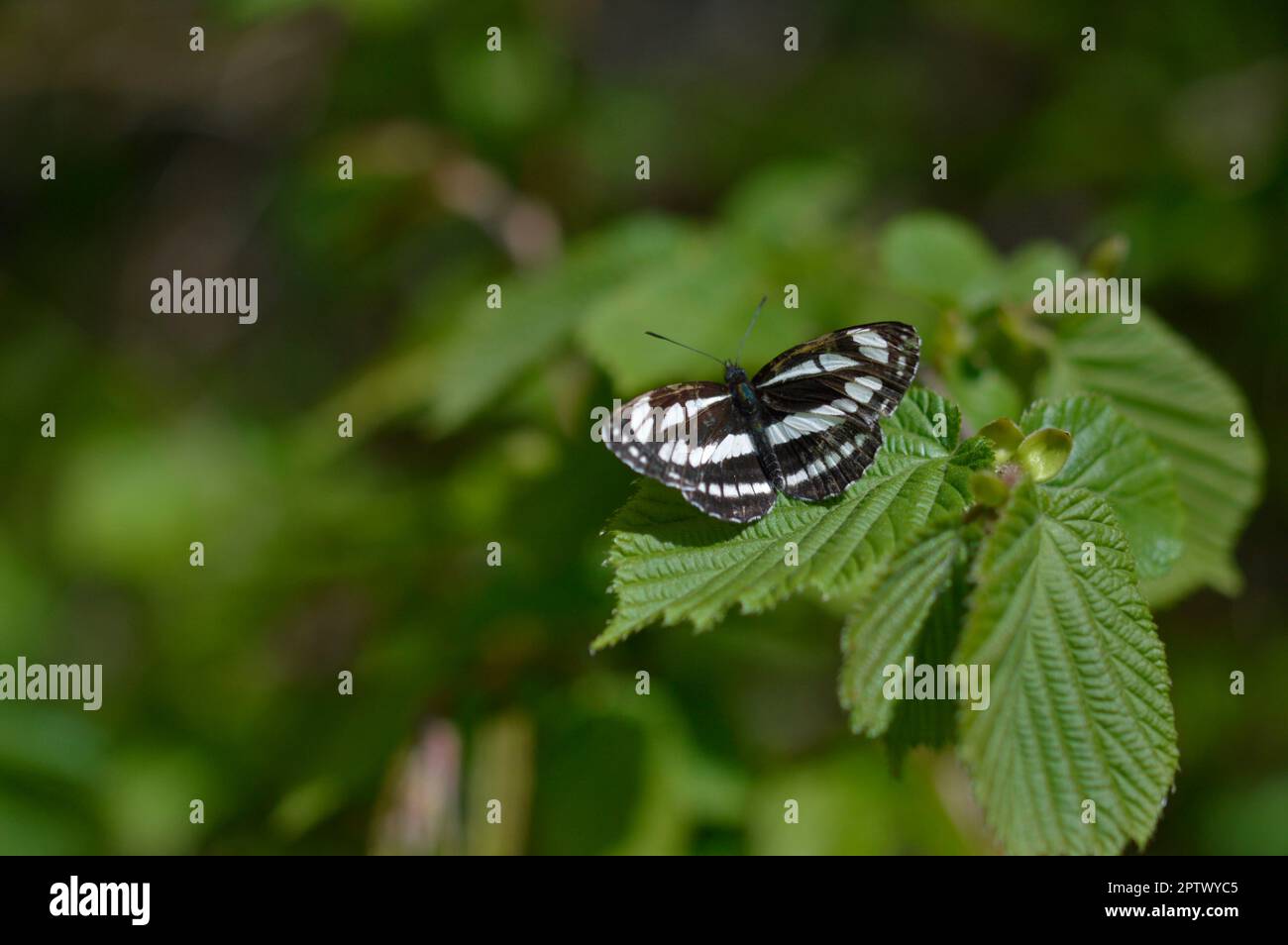 Gemeiner Seefahrer schwarz und weiß Schmetterling öffnen Flügel auf einem Sprung Nahaufnahme Makro. Stockfoto