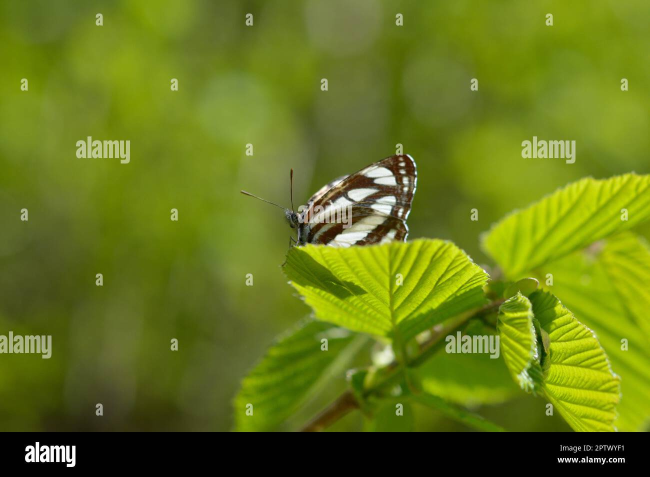 Gewöhnlicher Seemann, brauner und weißer Schmetterling auf grünem Blatt Makro Nahaufnahme. Stockfoto