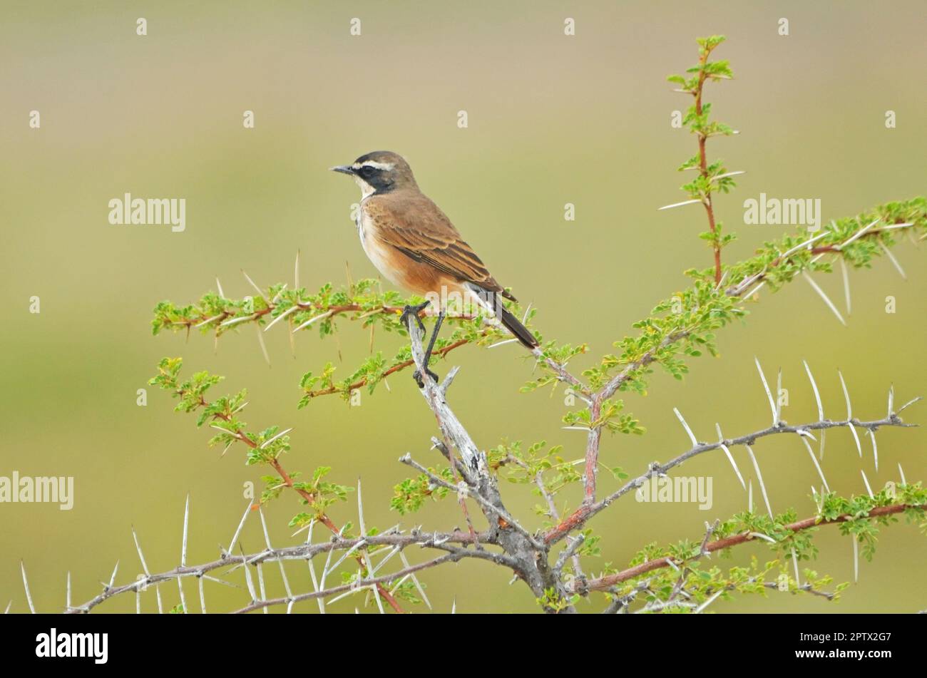 Verdeckter Wheatear, in Namibia, grüner Hintergrund, Dornstachel Stockfoto