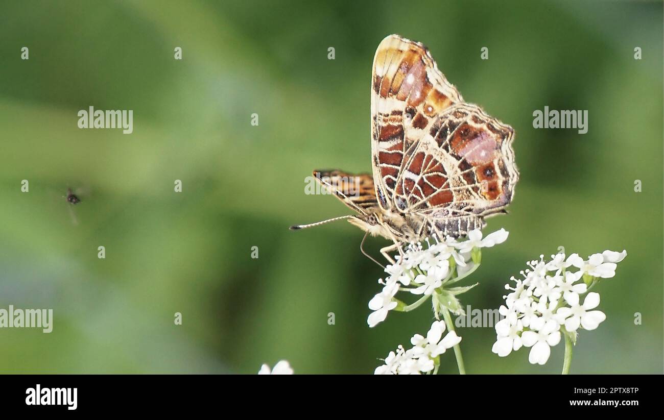 Landkärtchen Falter Stockfoto