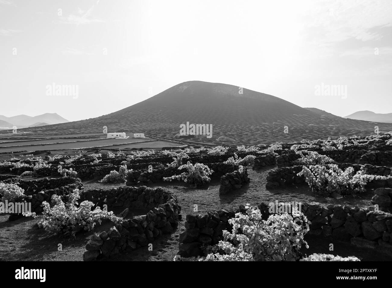 Typische Weinberge auf schwarzem Lavaböden. La Geria. Lanzarote, Kanarische Inseln. Spanien. Schwarz auf Weiß. Stockfoto