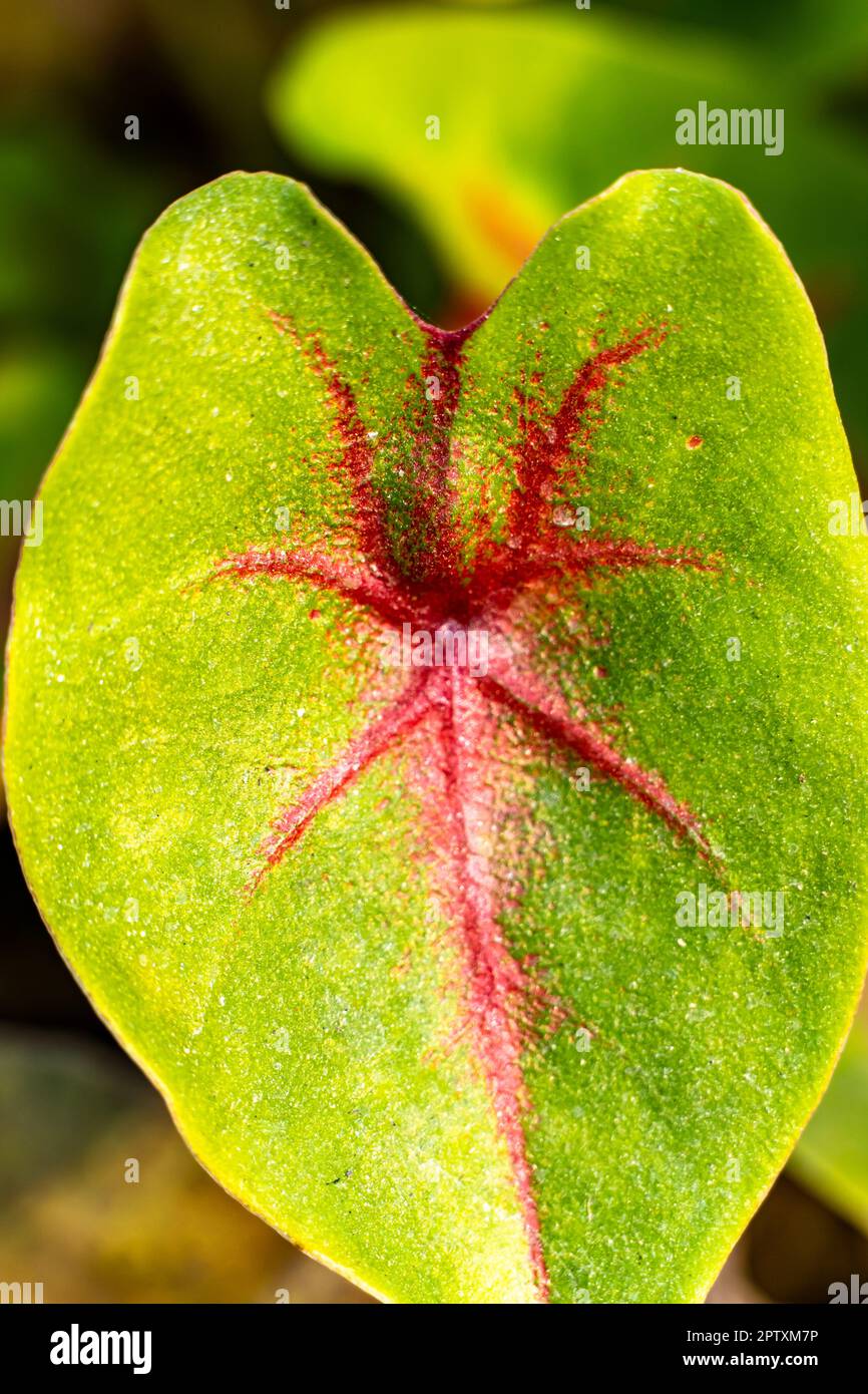 Nahaufnahme der Caladiumblätter mit violetter Vene und Rot auf Grün. Tropische Blätter. Exotische Pflanzen: Caladium, Fatsia, Calathea, Alocasia, Howea, Stockfoto