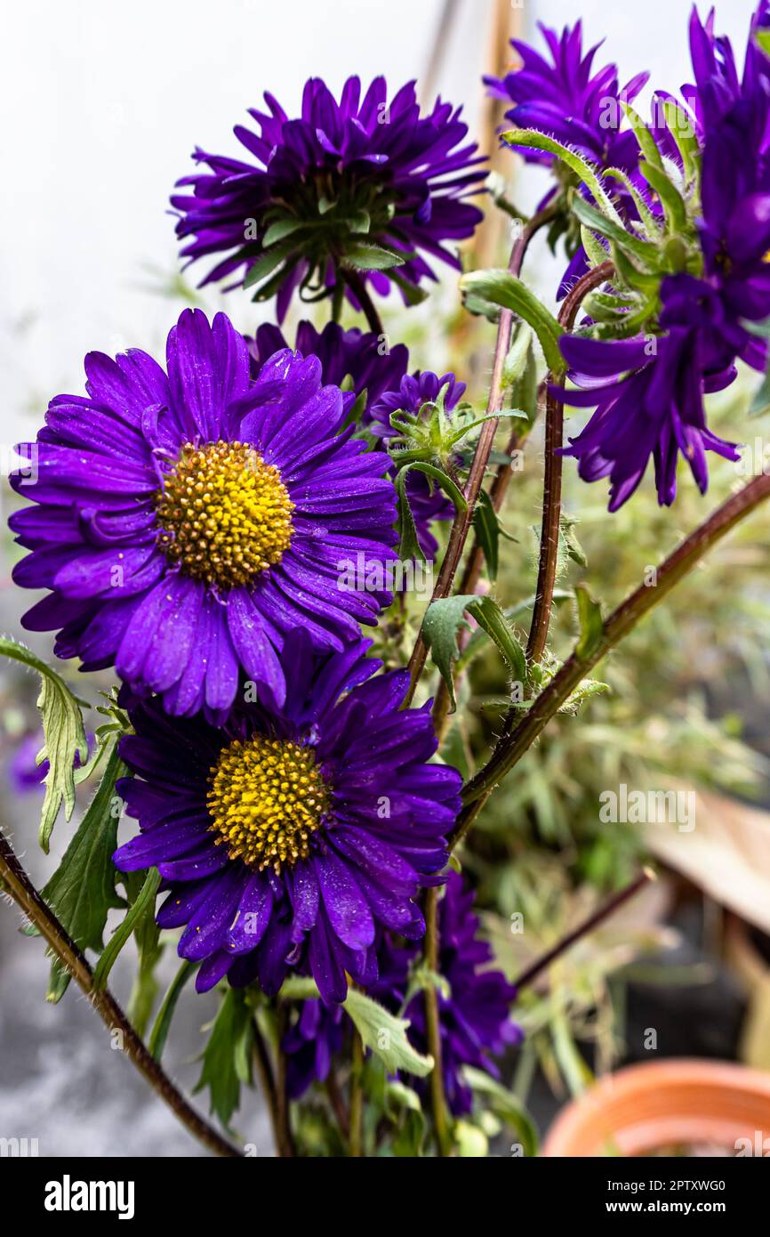 Violette Chrysanthemen blühen im Garten. Ein Strauß wunderschöner Chrysanthemen, isoliert im Freien. Porträtblick auf lila Chrysanth Stockfoto
