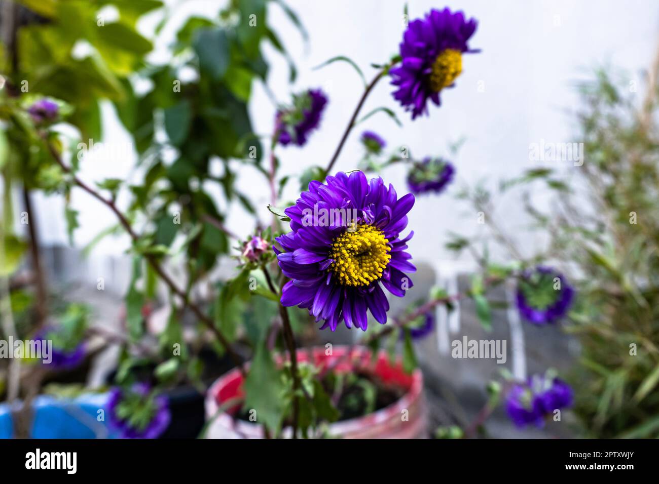 Wunderschöne Chrysanthemen Blumen blühen im Garten am Frühlingstag. Violette Chrysanthemen-Blütenknospe. Lila Chrysanthemen Blütenknospe im garten Stockfoto