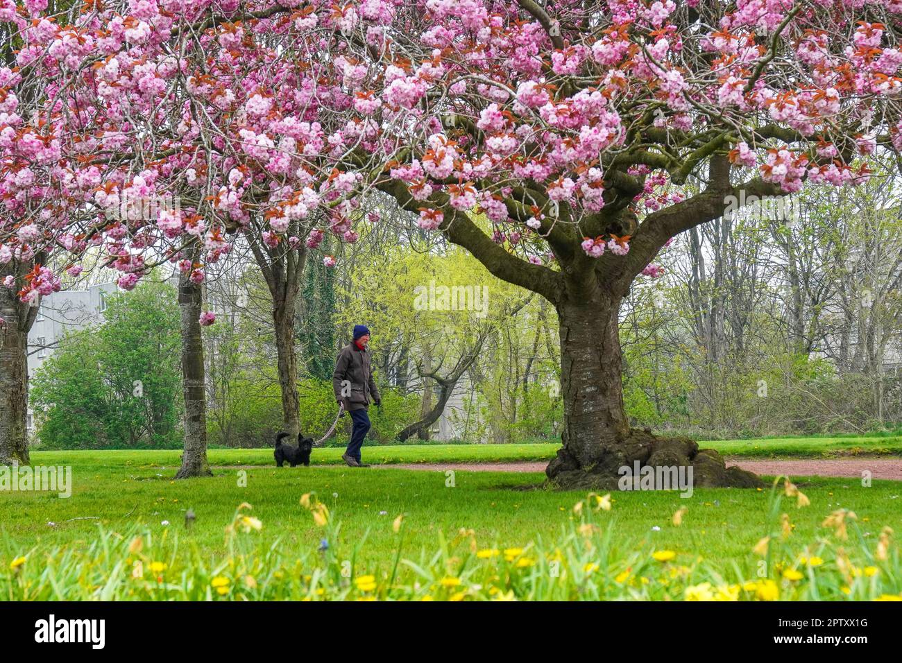 Ayr, Großbritannien. 28. April 2023. Wattie und sein Hund „Scotty“ genießen einen frühen Morgenspaziergang und Sport durch Craigie Park, Ayr, Schottland mit Kirschblüten und Wildblumen. Kredit: Findlay/Alamy Live News Stockfoto