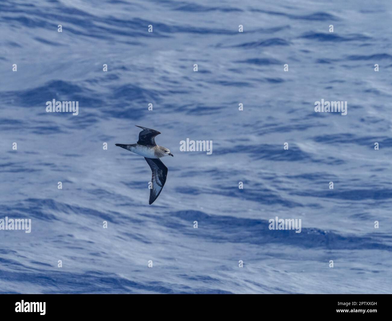 Herald Petrel, Pterodroma heraldica, eine Seevögel, die im Pazifik gefunden wurde und auf Ducie Atoll nistet Stockfoto