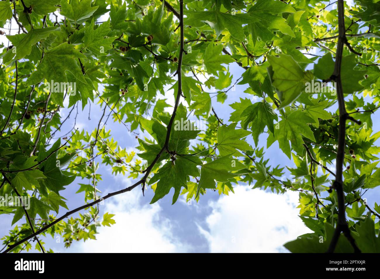 Platanusbaum im Hintergrund. Der Zweig von Platanus orientalis mit rundem Sycamore. Stockfoto