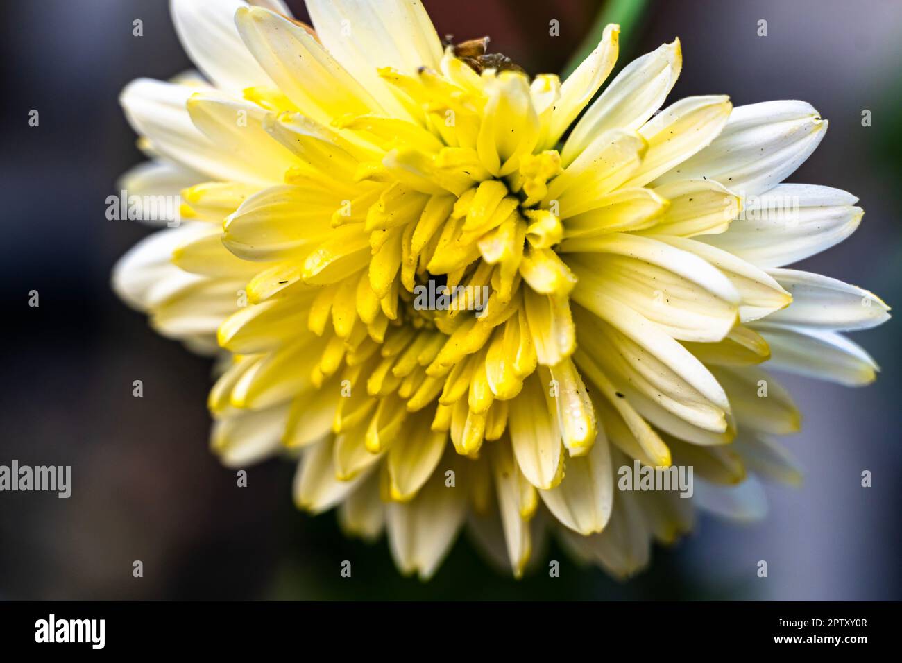 Weißes und gelbes Chrysanthemum, das Sandwich öffnet. Wunderschöne Chrysanthemen Blumen blühen im Garten am Frühlingstag. Cape Cod, Massachusetts Stockfoto