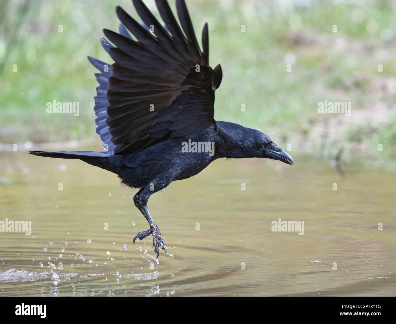 Aaskrähe (Corvus corone), die tief über die Oberfläche eines Teiches fliegt, während sie nach der Beute der europäischen Kröte (Bufo bufo), Forest of Dean, Gloucestershire, Vereinigtes Königreich, jagt Stockfoto