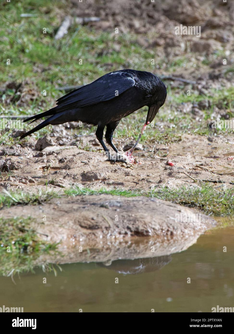 Aaskrähe (Corvus corone), die das hintere Bein einer europäischen Kröte (Bufo bufo) wegzieht, hat sie gefangen und hinterlässt die giftige Haut, Forest of Dean, Vereinigtes Königreich Stockfoto