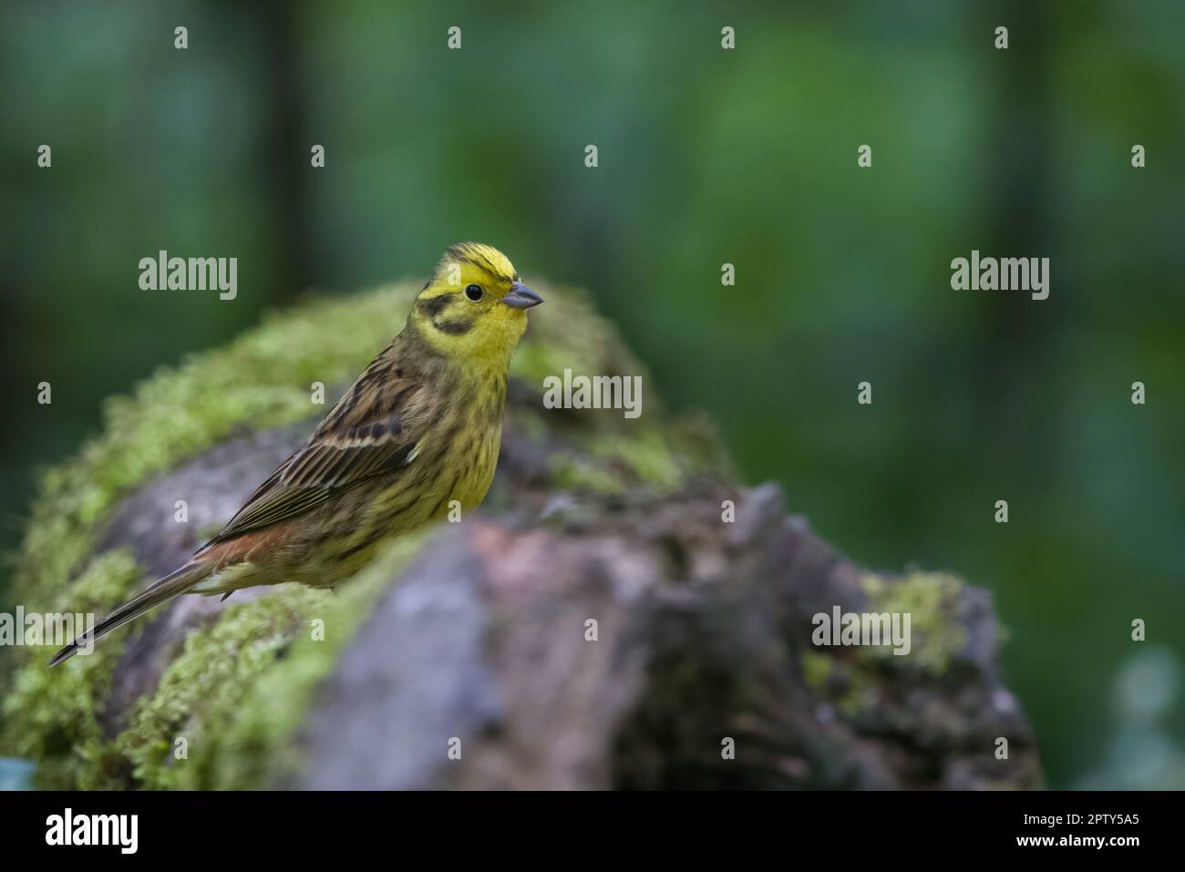 Yellowhammer (Emberiza citrinella) in Perthshire, Schottland, Großbritannien. Stockfoto