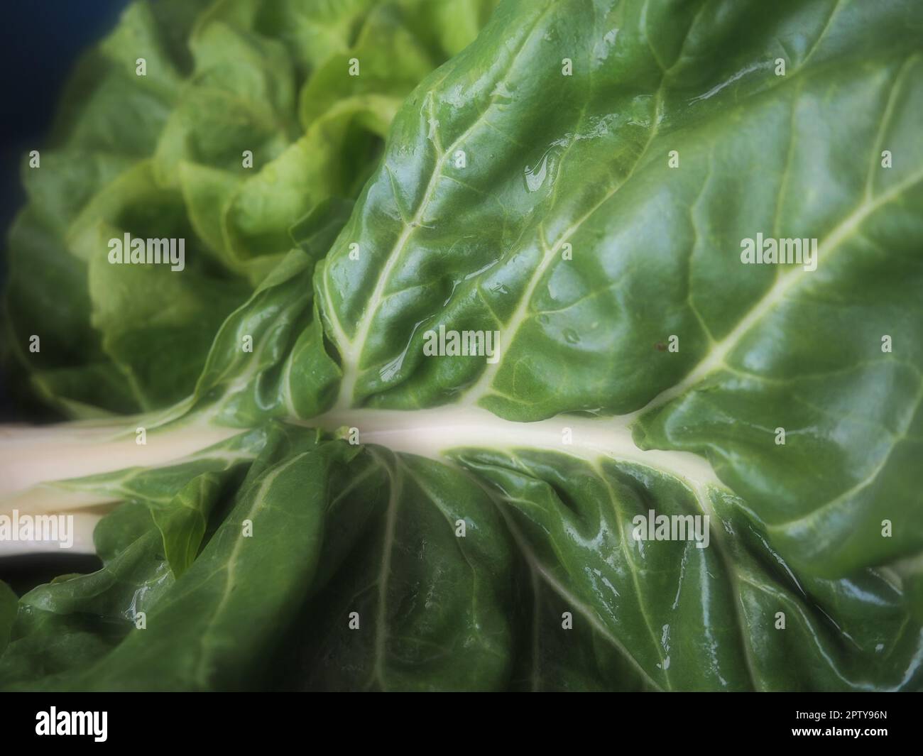 Mangold Beta vulgaris. Biennial Kraut, eine Unterart der Gemeinen Rüben. Angereicherte grüne Salatblätter. Vegetarische oder gesunde Lebensmittel. Gewaschener Mangold. Frischer Har Stockfoto