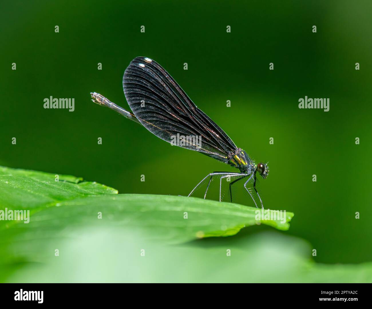 Ein eindrucksvoller Juwelier aus Ebony, der auf dem Laub eines Waldgebiets in Missouri ruht. Stockfoto
