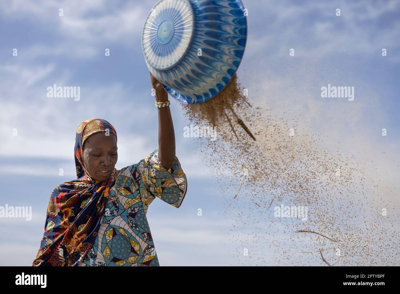 Eine muslimische Frau in traditionell bunten Kleidern weint ihre Hirse auf ihrem Hof in Segou Region, Mali, Westafrika. 2022 Dürre und Hungerkrise in Mali. Stockfoto