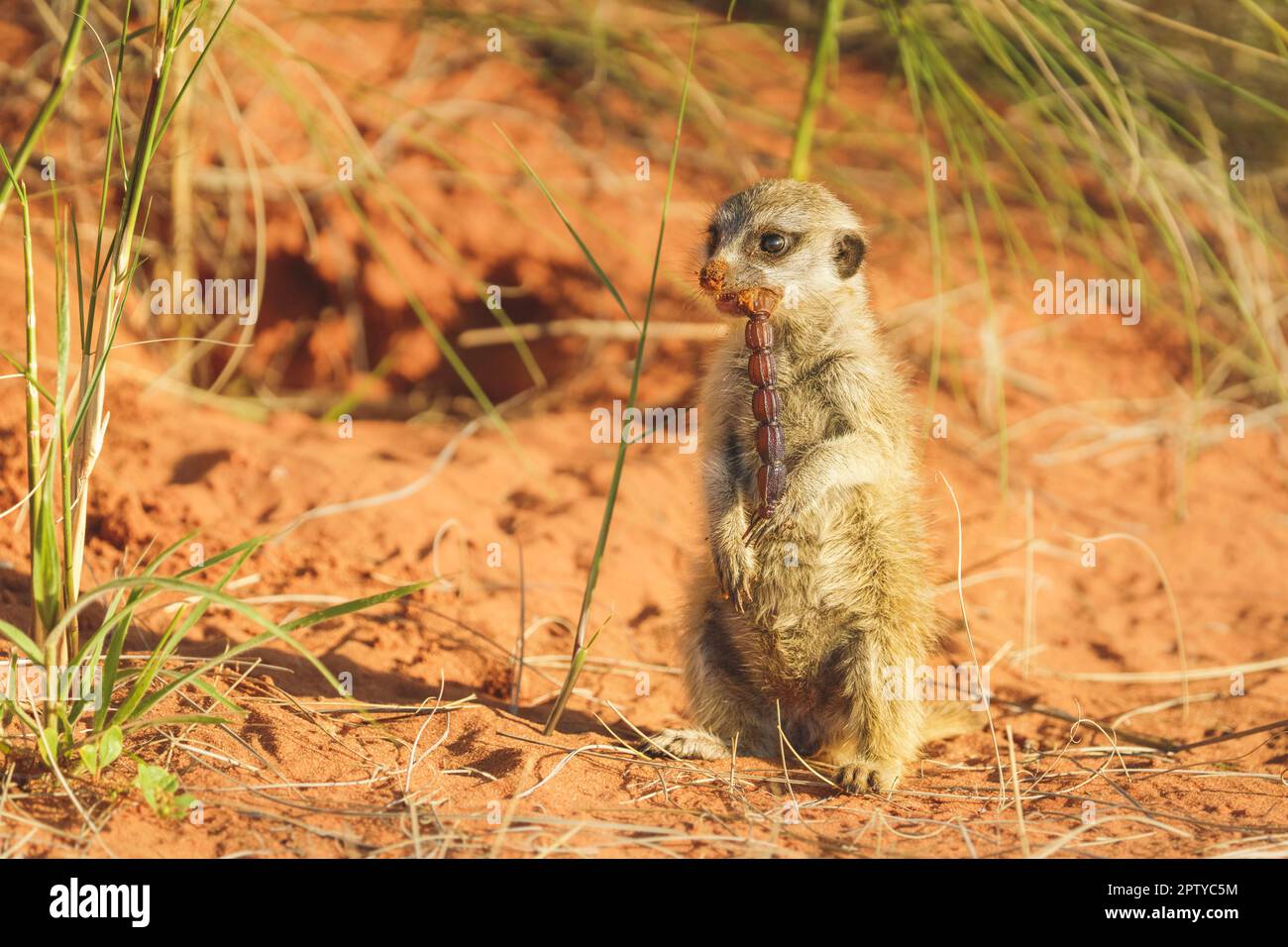 Erdmännchen-Nahaufnahme, Porträt des Tieres, das springt, rennt. (Suricata suricatta). Kgalagadi Transfrontier Park, Kalahari, Südafrika Stockfoto