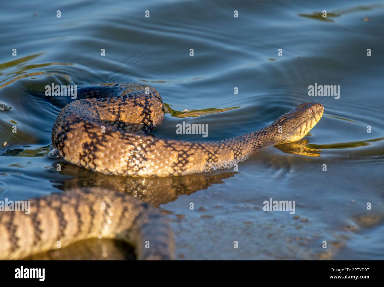 Eine wunderschöne Diamondback Water Snake (Nerodia rhombifer), die sich am Ufer eines Feuchtgebietes von Kansas befindet. Stockfoto