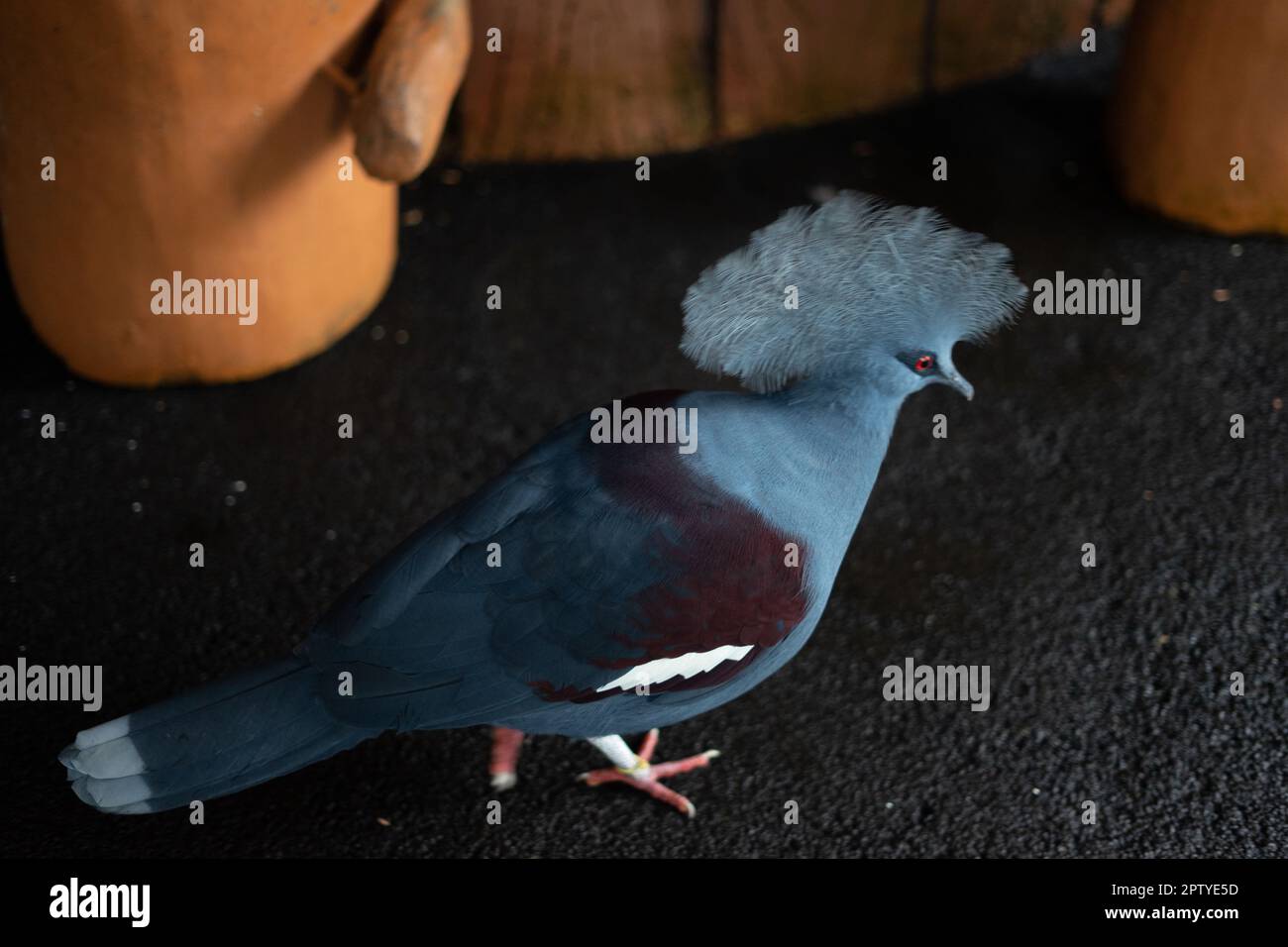 burung Mambruk alias goura ist eine der Gattungen des Columbidae-Taubenstamms, der nur in den Tieflandwäldern der Insel Irian und SE zu finden ist Stockfoto
