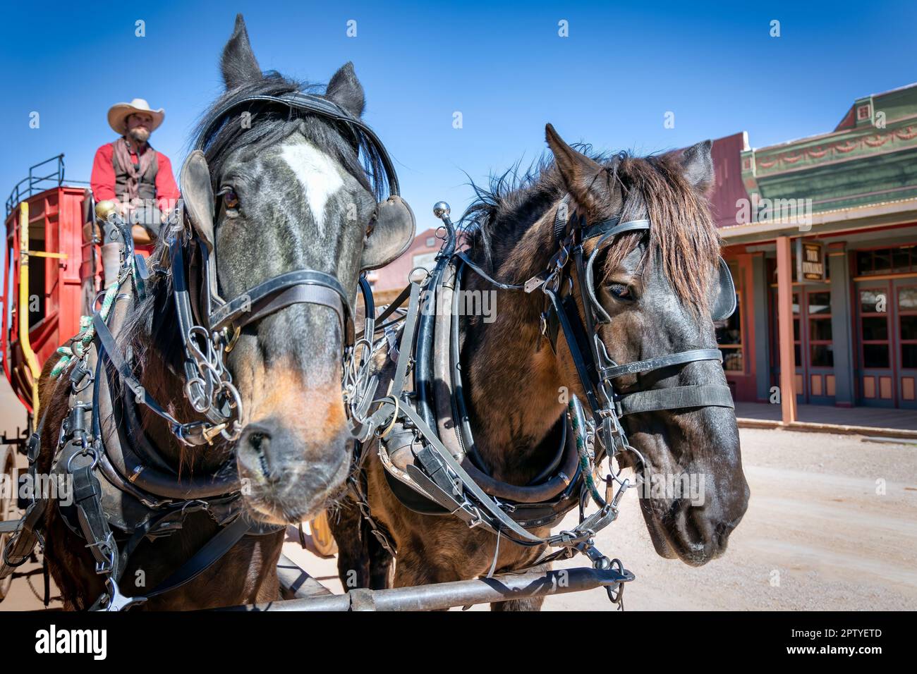 Zwei Kutschpferde, die früher eine Kutsche gezogen haben, im historischen Stadtzentrum von Tombstone, Arizona. Stockfoto