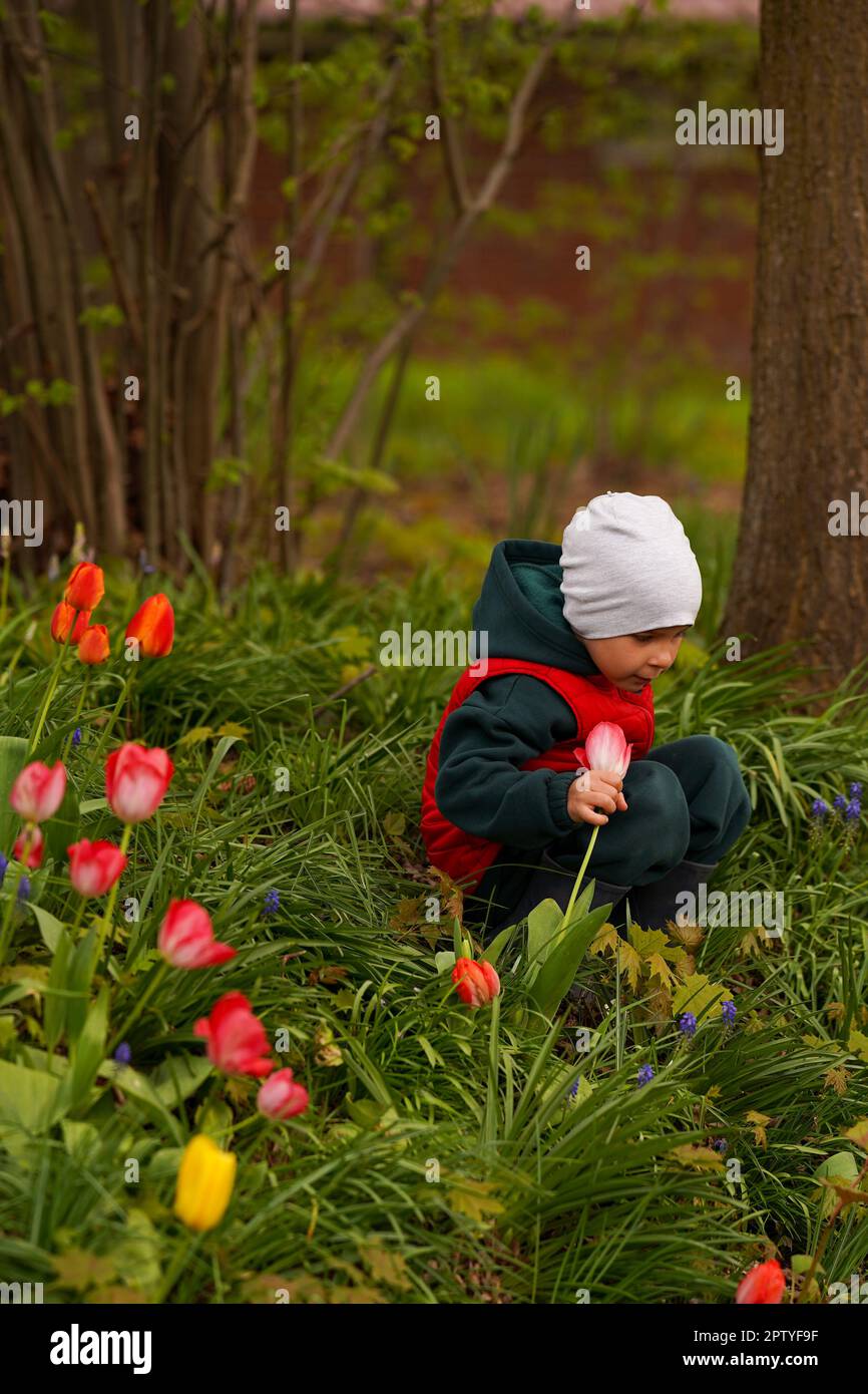 Süßes Kind, das auf einer Wiese zwischen Tulpen sitzt und eine Blume in der Hand hält. Selektiver Fokus. Stockfoto