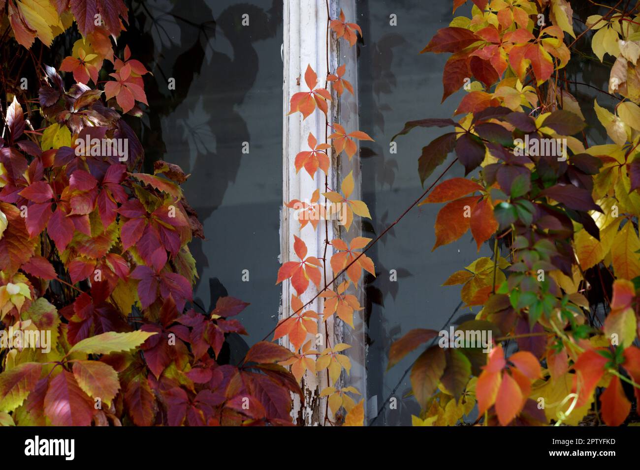 Im Herbst bunt leuchtende Blätter wilder Trauben. Liana parthenocissus im Herbst am Fenster eines Gebäudes Stockfoto