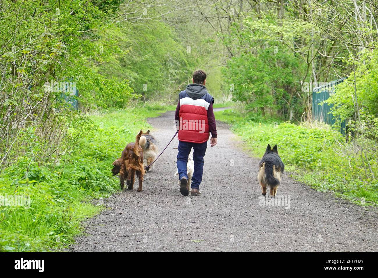 Ein Mann geht mit vier Hunden auf dem Sett Valley Trail spazieren. Derbyshire Stockfoto