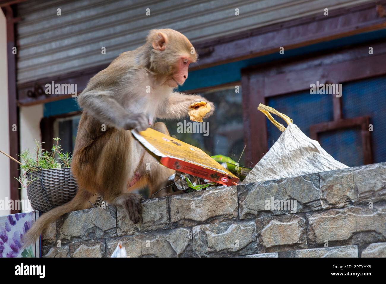 Indien, Uttarakhand, Rishikesh, Grauer Langur-Affe. (Semnopithecus priam Thersites) erforscht Müllsack. Stockfoto