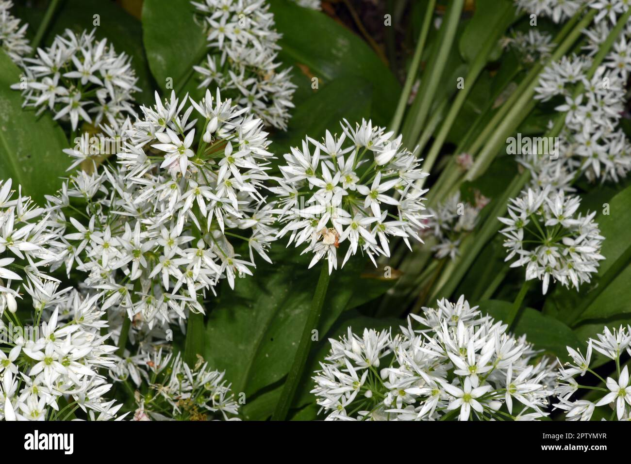 Baerlauch ist eine wichtige Wildkraut- und Heilpflanze die ein Knoblauchduft hat mit weissen Bluten. Sie hat mehrere gifting Doppelgaenger, wie Mai Stockfoto