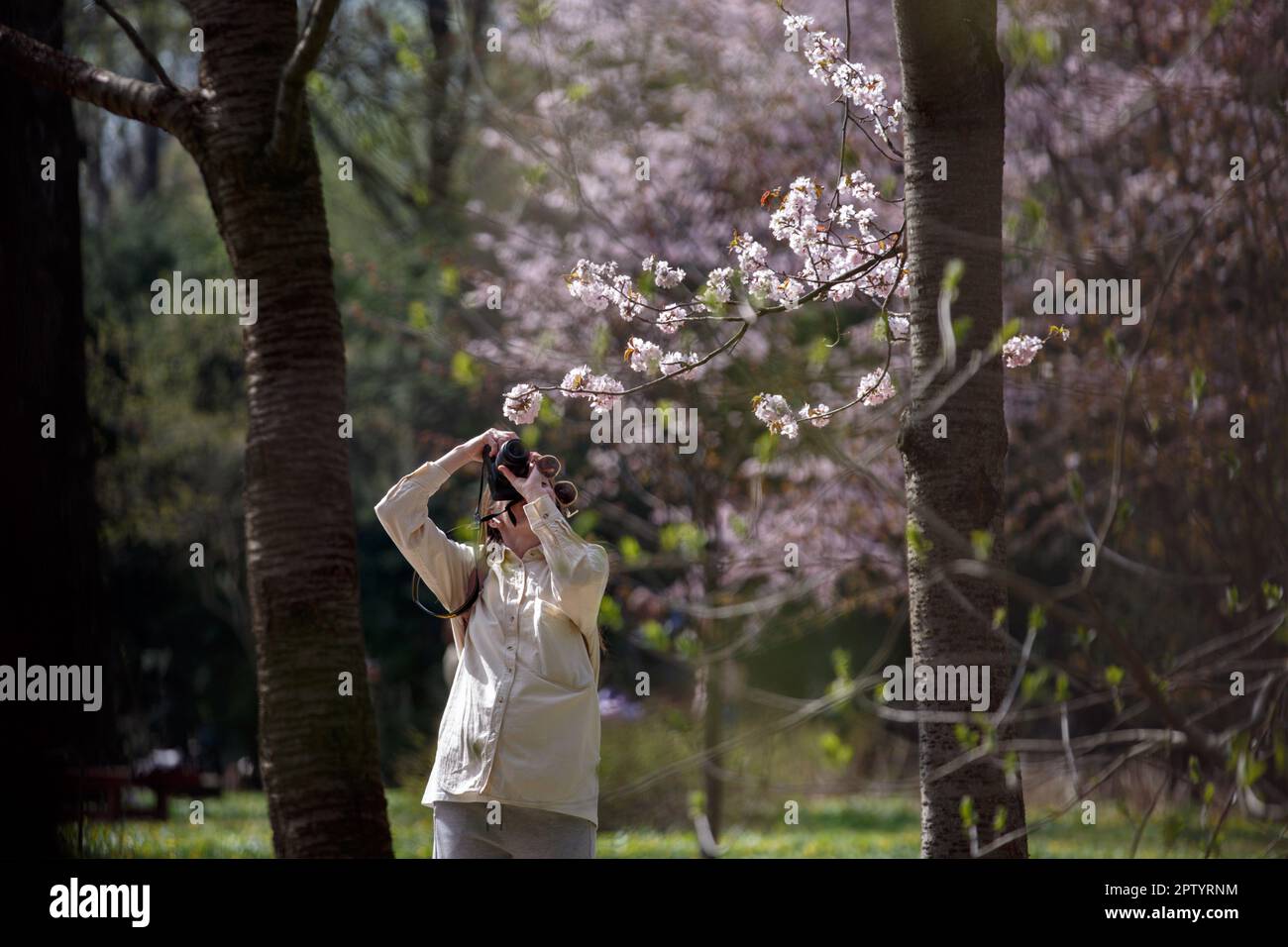 Eine junge Frau benutzt eine Digitalkamera, um einen Fotosakura-Baum zu machen. Ein Mädchen, das im Frühling im Park Fotos von rosa Baumblumen macht. Blühender Baum auf sonnigem Spri Stockfoto
