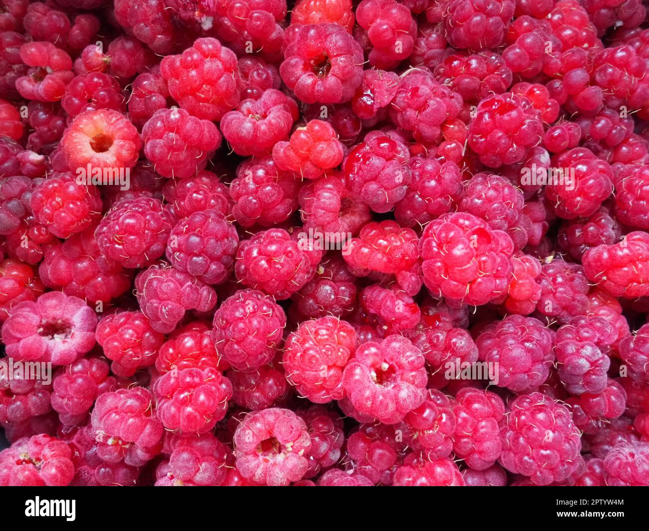 Himbeerhintergrund. Große, rote, frische, erstklassige Beeren von Gartenhimbeeren. Viele Himbeeren. Gewöhnliche Himbeere Rubus idaeus - Strauchbeere, s Stockfoto