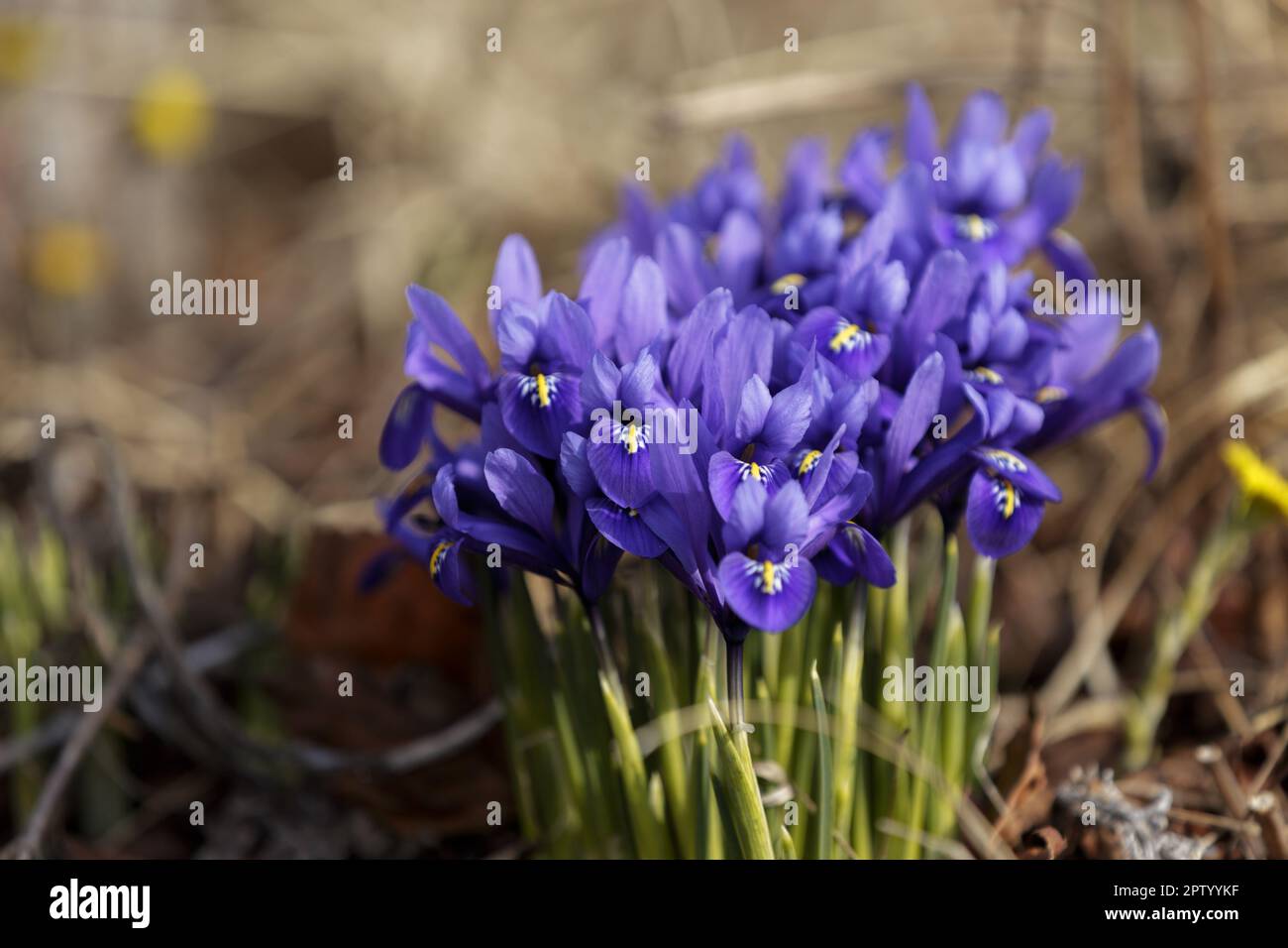 Iris reticulata. Blauer Blütenbusch der Iris reticulata. Die Frühlings-Mini-Iris blüht im Park. Wunderschöne lila Blüten der Iris auf der Wiese Stockfoto