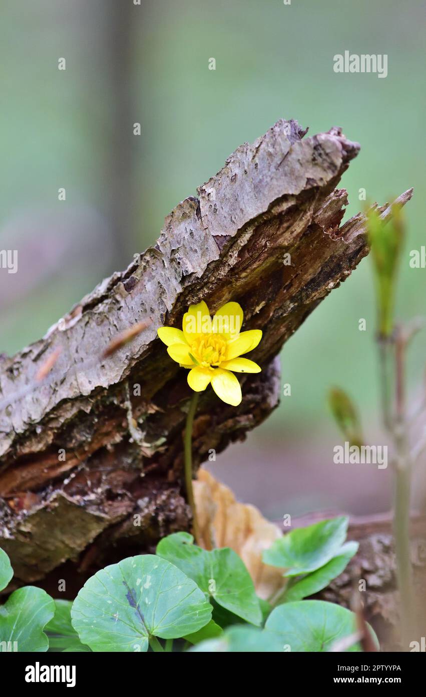 Ficaria verna, gemeinhin bekannt als Zelandine, vertikal Stockfoto