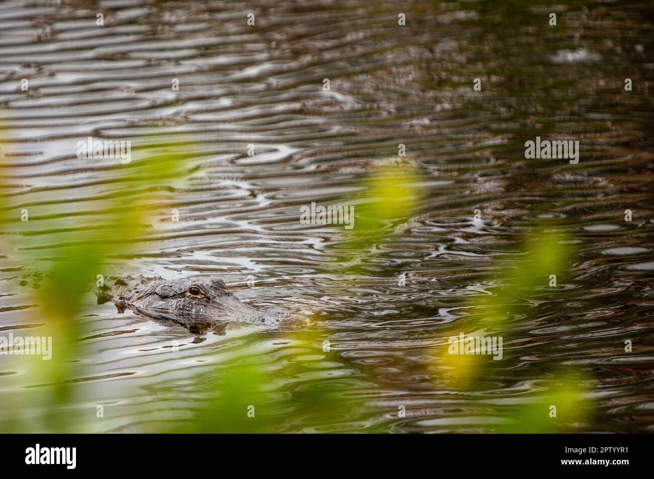 Der Alligator schleicht sich im Wasser auf dich zu Stockfoto