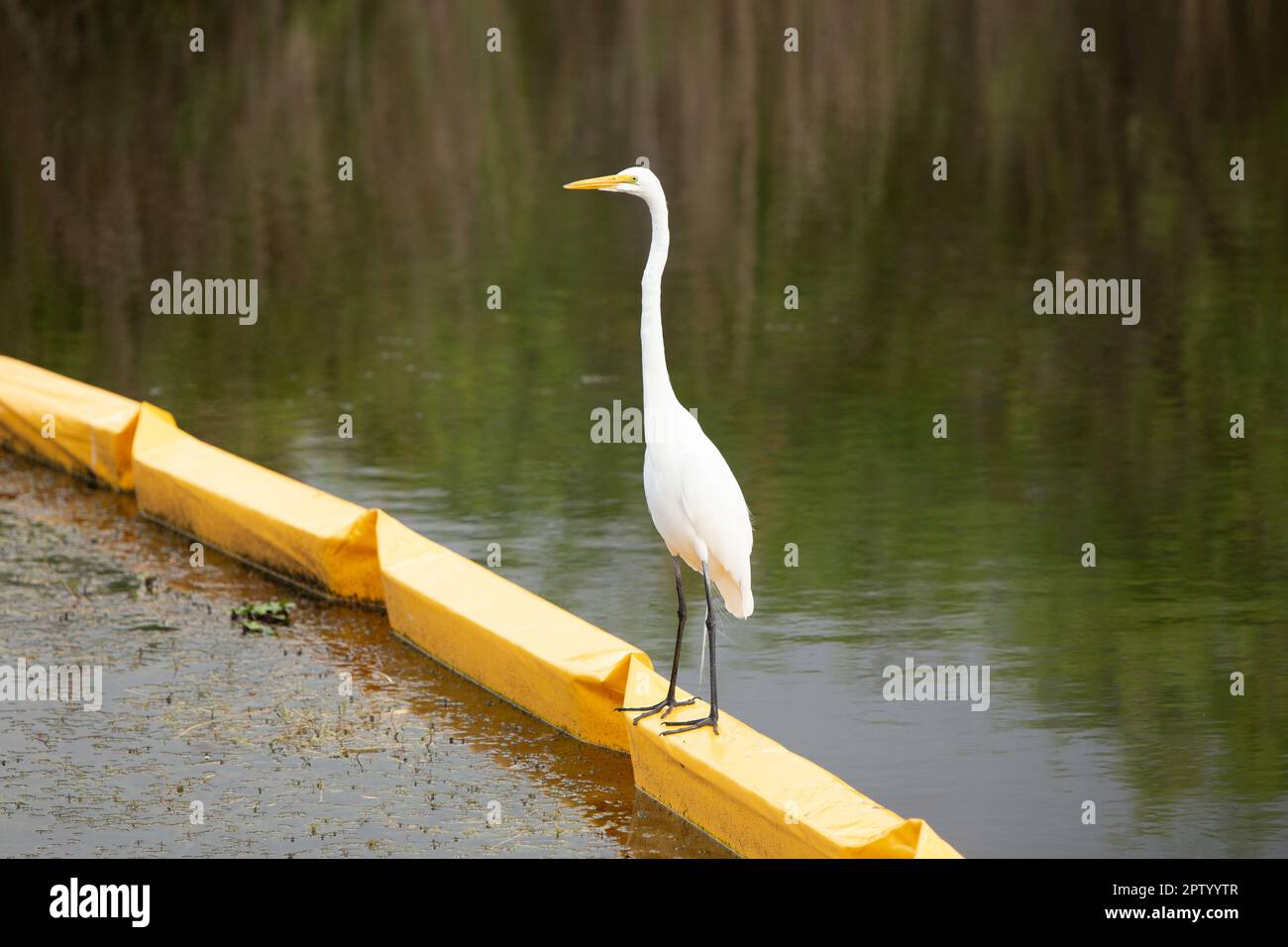 Der Reiher steht auf der Ölbarriere, wo er verschmutzt ist Stockfoto