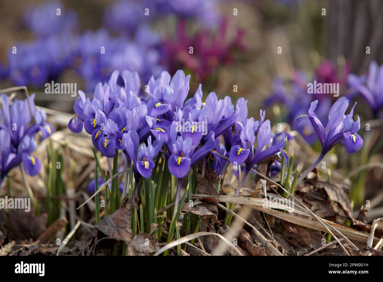 Iris reticulata. Blauer Blütenbusch der Iris reticulata. Wunderschöne lila Blüten der Iris auf der Wiese. Die Frühlings-Mini-Iris blüht im Park Stockfoto